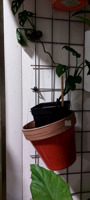 Продам цветы комнатные