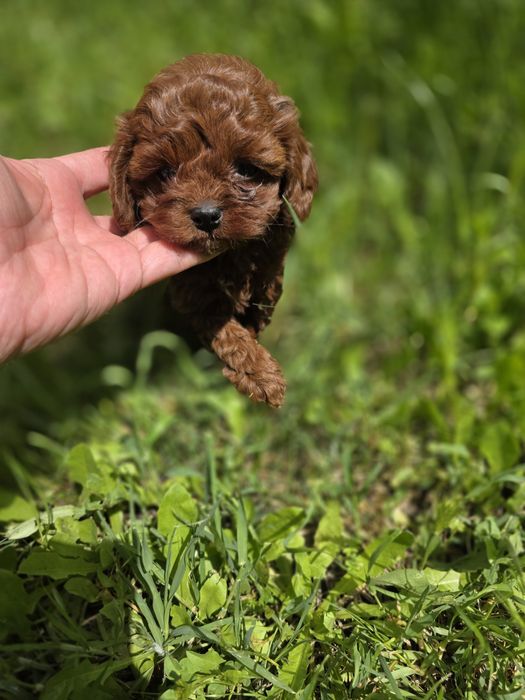 Резервирано! Кавапу момиче/Cavapoo