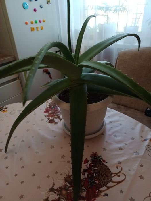 Домашние цветы продам