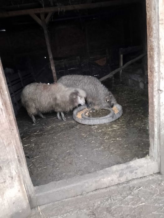 Două oi disponibile