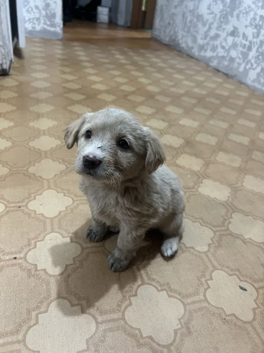 Отдам щенят в хорошие руки