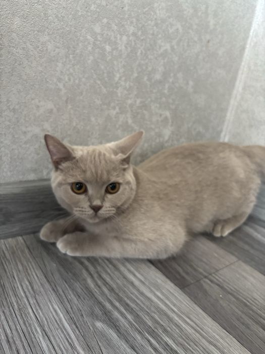 Британка короткошерстная