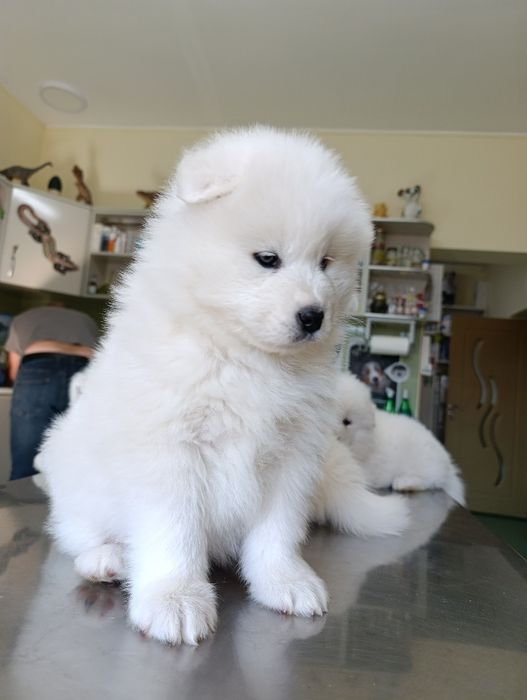 Pui samoyed. Femela