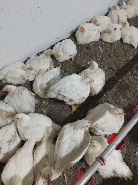 Домашняя курица бролер