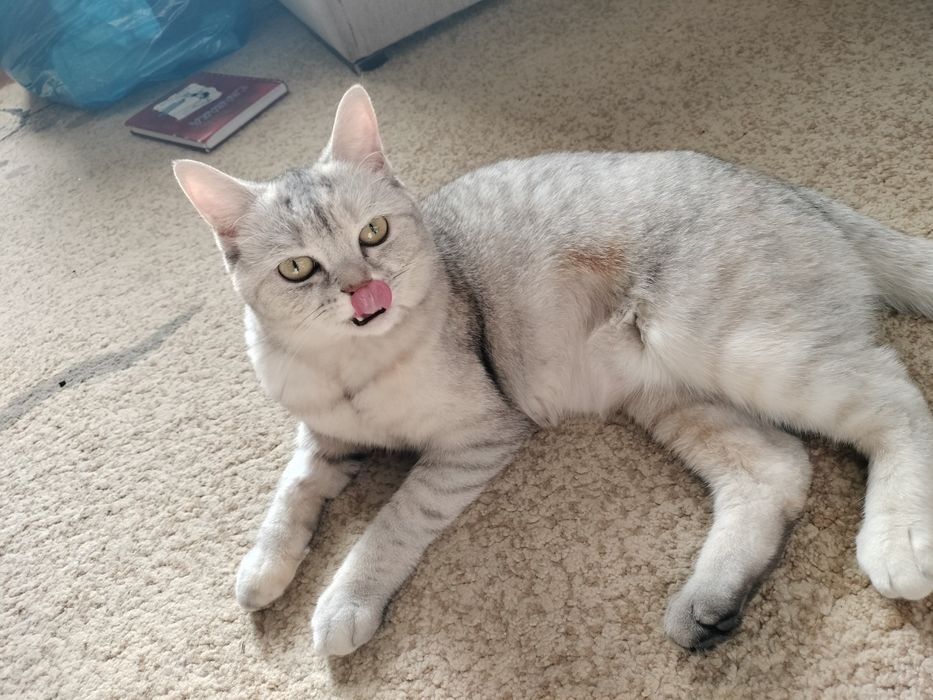 Шотландская кошка