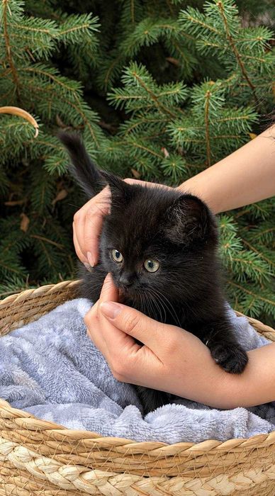 Котята ищут дом, в дар