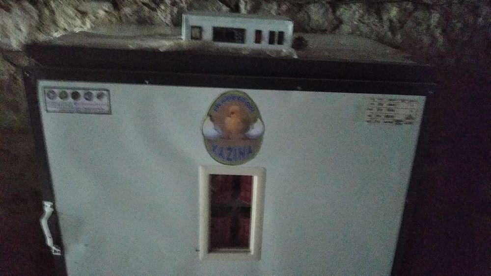 Chil jangi inkuvatir juja ochaydigan