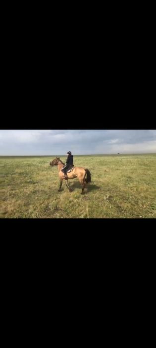 Продам коня иноходца