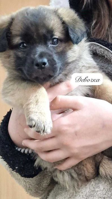 отдам щенков овчаренков в хорошие руки