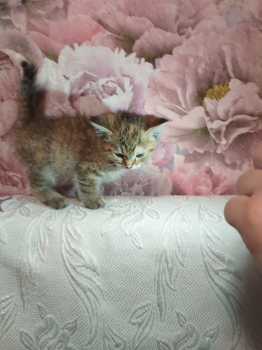 От золотой шиншиллы котята мальчик и девочка