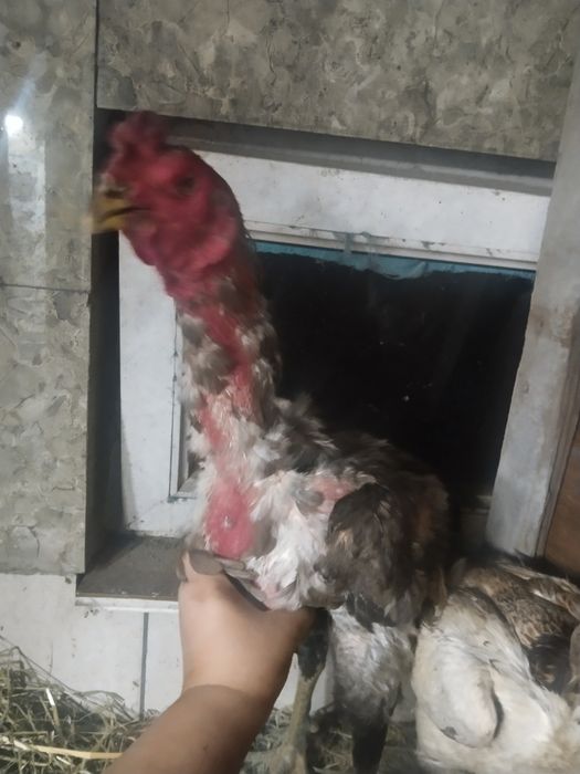 Салам алейкум дакан на продаже
