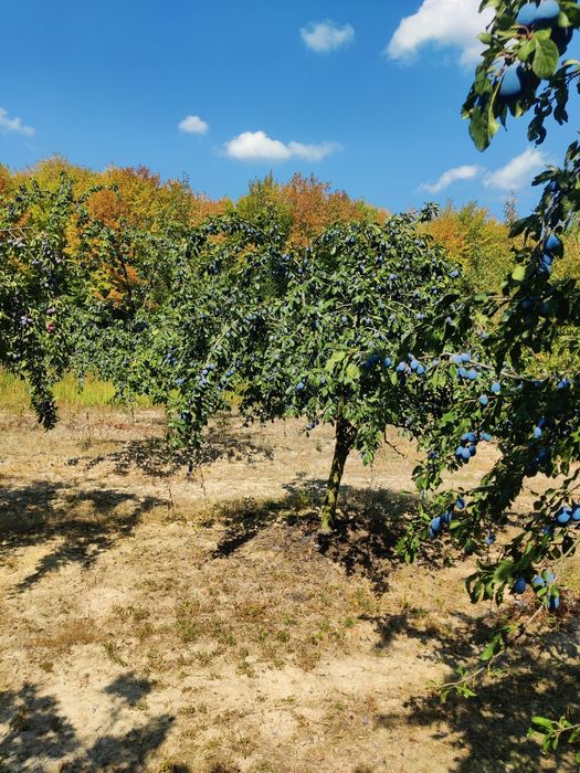 Prune de vânzare