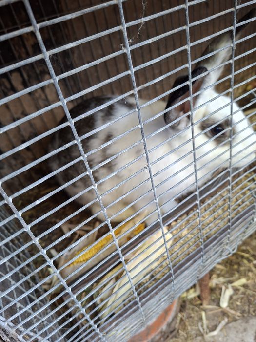 Продавам зайци различна възраст и породи