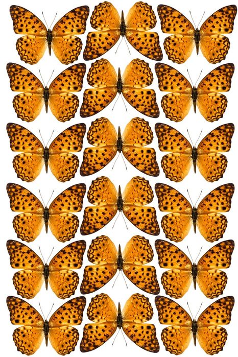 Er, xotin va dildo porno