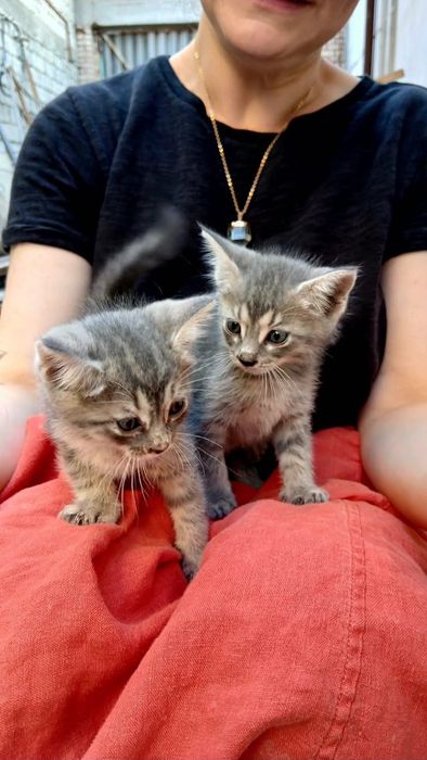 Кошки  красивые отдам в добрые руки