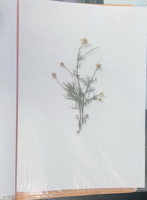 Хербарии за ученици по Биология