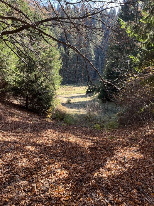 Teren intravilan Poiana Brasov