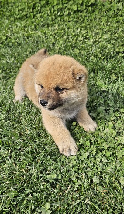 Baiat Shiba pedigree FCI