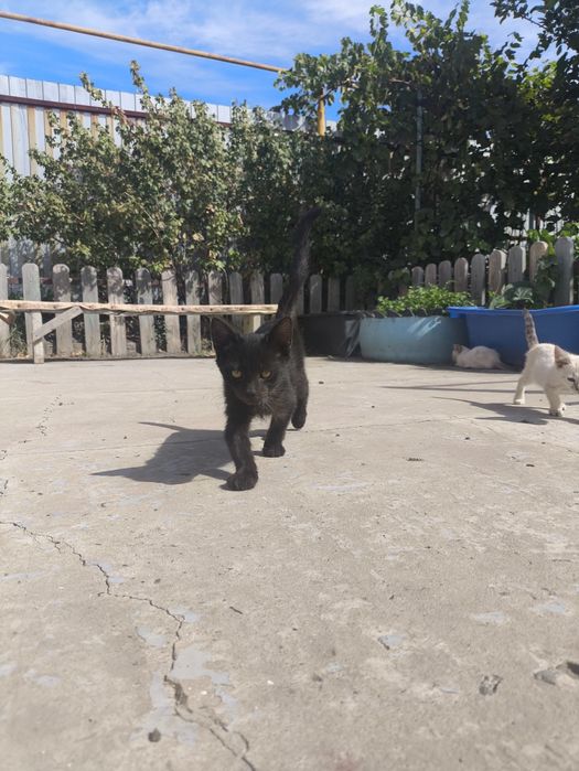 Отдам котят в добрые руки.