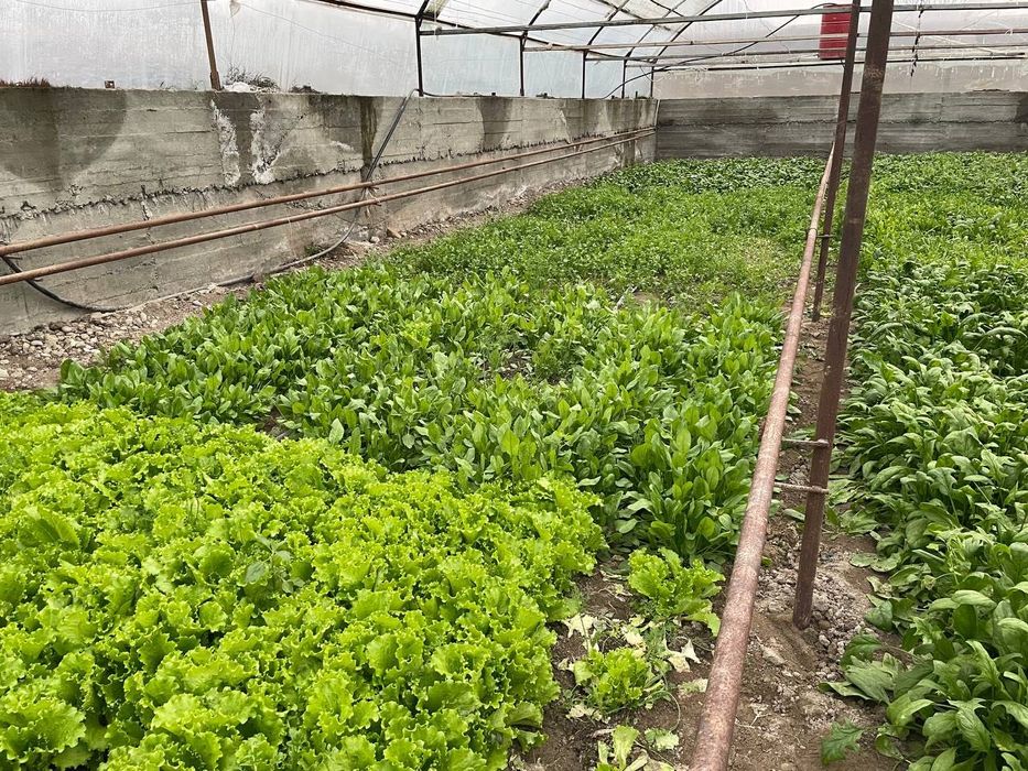 Тайёр бизнес отопленияли парник