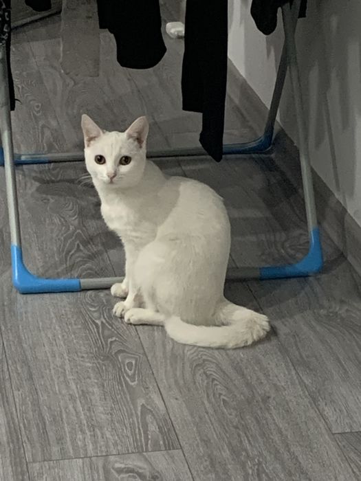 Отдам кошечку, 6 месяцев