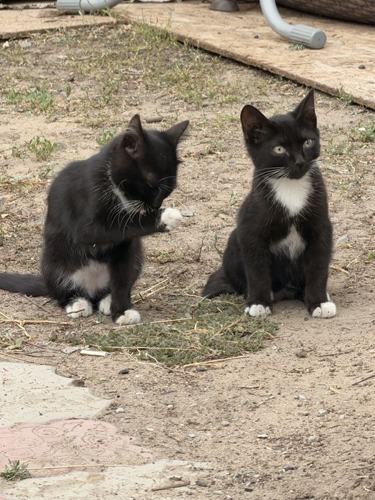 Котята бесплатно
