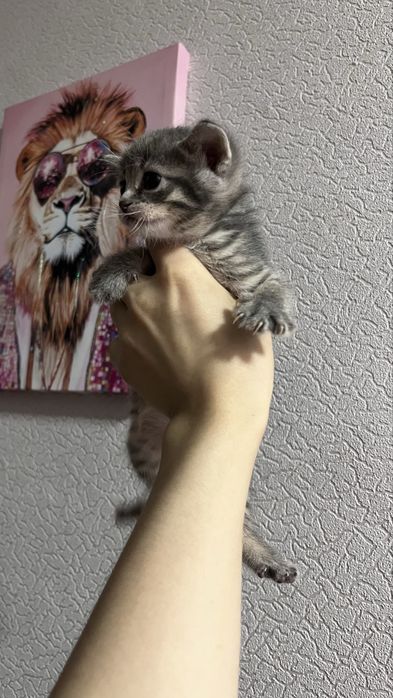 мысық,кошки беремізз