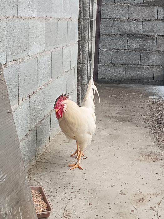 Петух породы Леггорн