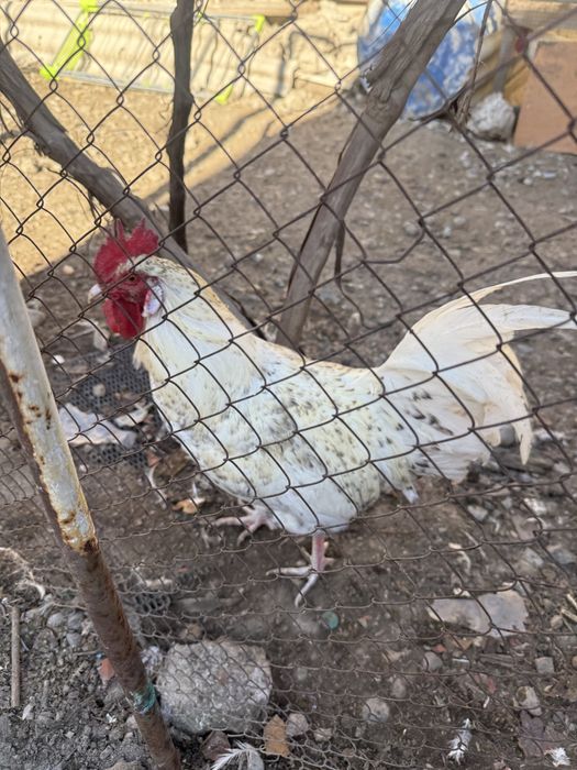 Цыплята Адлер и Пушкин