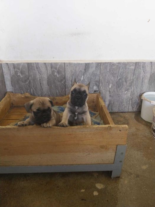 френски златист булдог