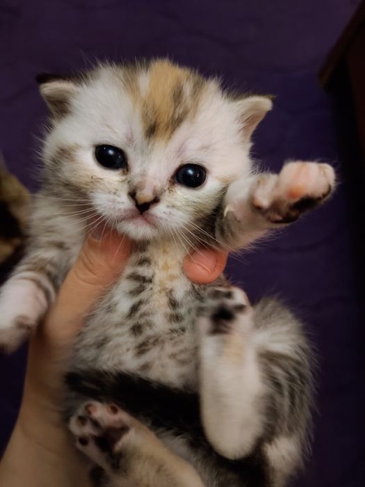 Котята шотландцы!