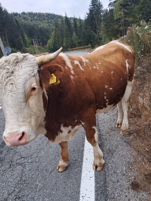 Vițele si taur de vanzare