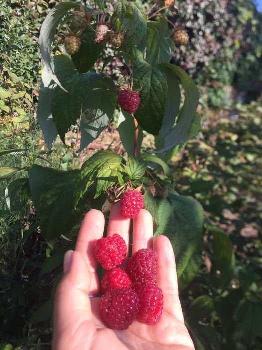 Продам дачу. 8 соток