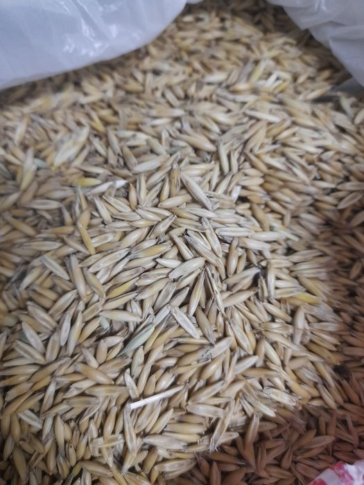 Продам овес чистый в мешках