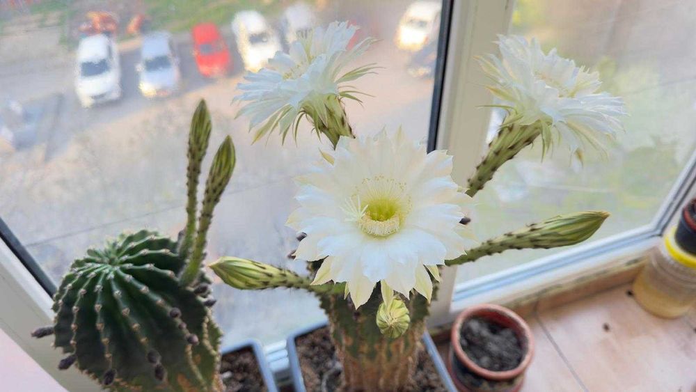 Cactus cu flori albe si roz