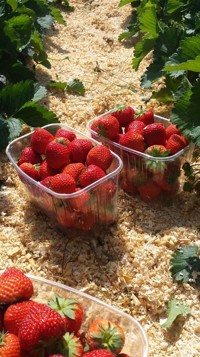 Stoloni capsuni frigo