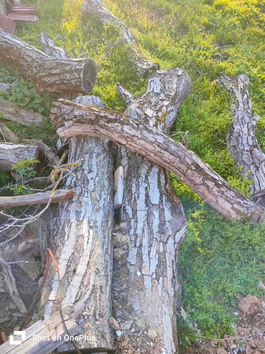 орех за дървен материал