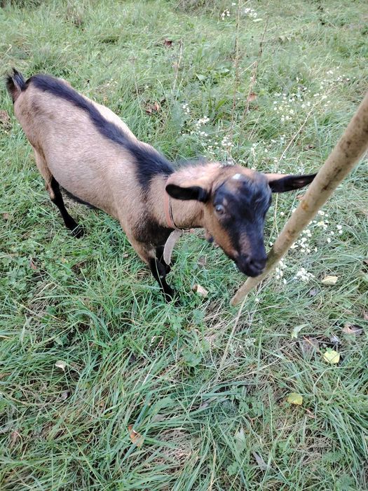Vând țap rasă alpină
