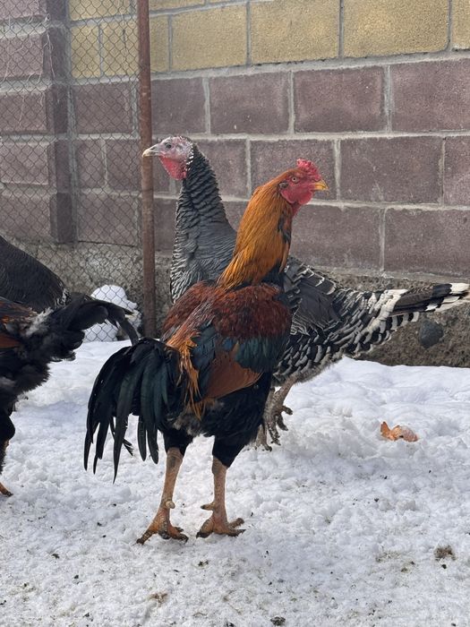 Бойцовый петух дакан