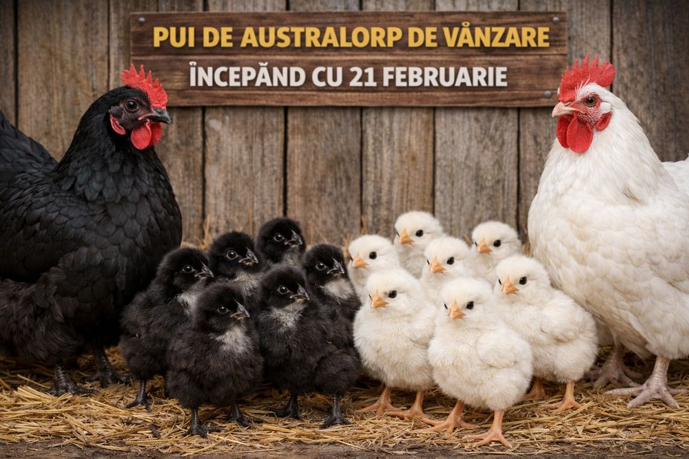 Oua si pui de australorp