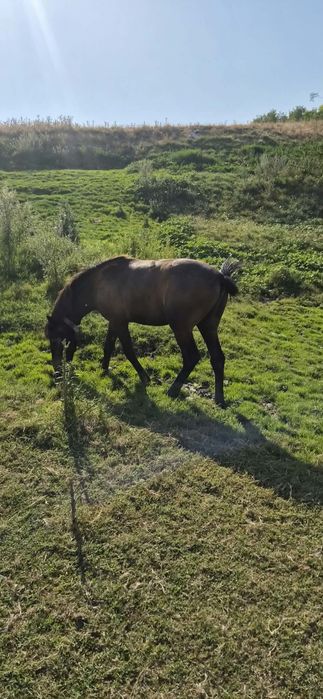 Cârlan de vanzare
