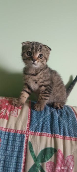 Британец котенок