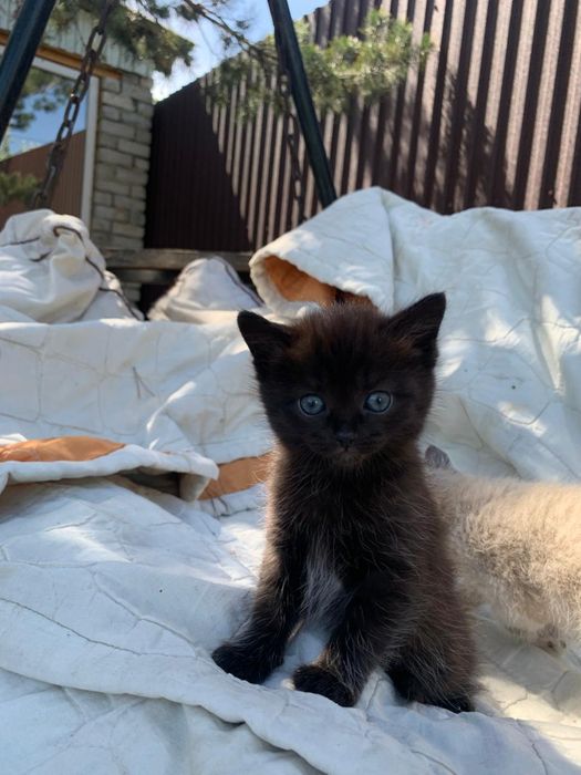 Котята с доставкой бесплатно
