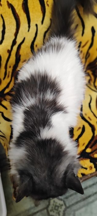 Милая кошечка ищет любящие ручки!