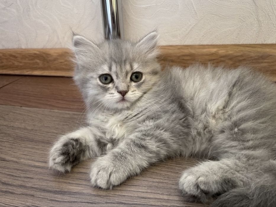 Продается котенок