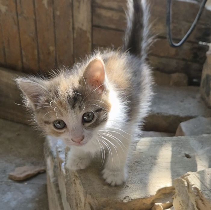 Три милые и игривые котята в добрые руки