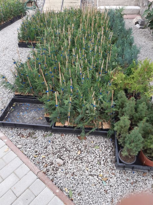Tuia,Leylandii chiparos pana la 110 cm, calitate, nu e fir subtire