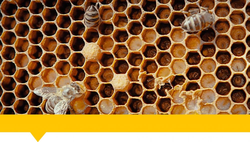 Asal arilar oilasi sotiladi kelishilngan narxda savdolashamiz ajoyib n