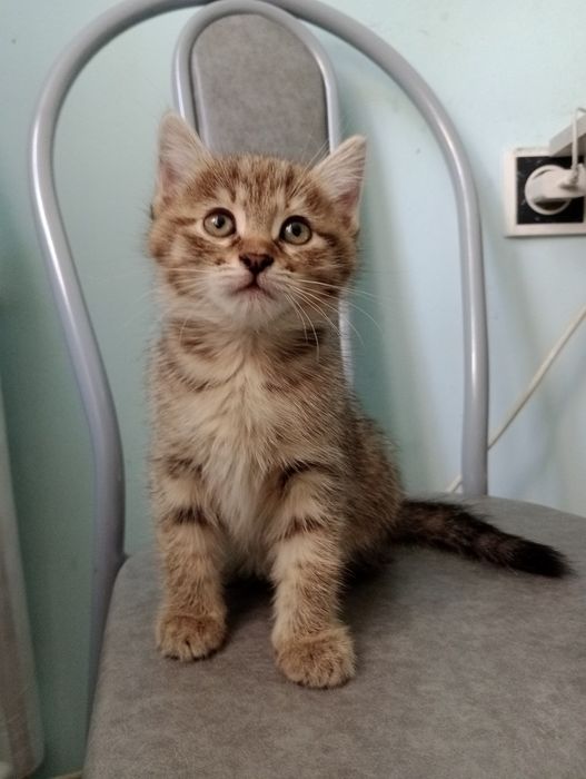 Котята девочка продам.