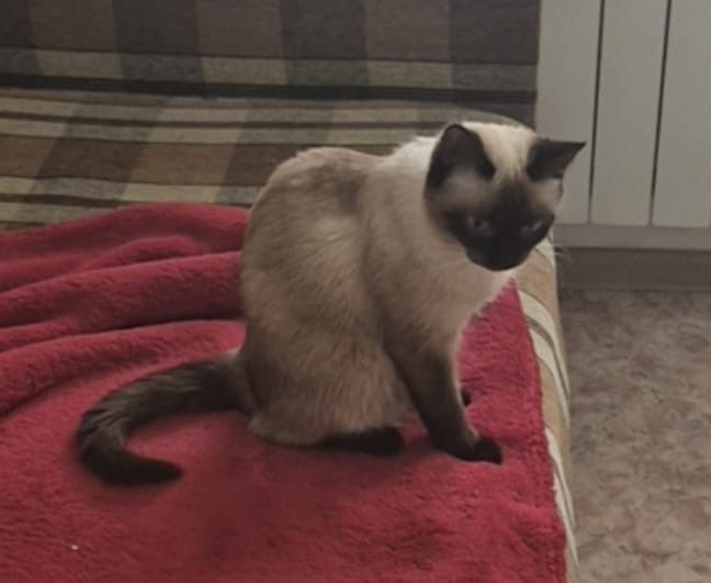 Отдам добрые руки